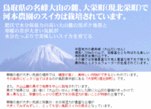 【１円～】7月上旬～予約順に出荷】河本農園スイカ【訳あり】 (1玉5kg程度) Ｍ 鳥取産西瓜すいか【常温】1箱づつで出荷！河5_画像4