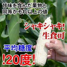 今年は数量限定☆ホワイトとうもろこし【1円～】7月下旬予約順に出荷】農家指定産地直送！プラチナコーン(1箱5本入り)【常温】_画像2