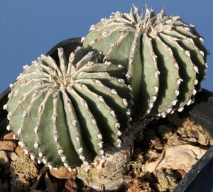 Geohintonia mexicana　ゲオヒントニア・メキシカーナ 20粒（検索　グラキリス　コピアポア　パキプス