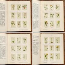 ドイツの古い植物図鑑(Botanisches Bilderbuch 1 1897年)/アンティーク ヴィンテージ ヨーロッパ 植物画 花 ボタニカルアート 雰囲気◎/_画像5