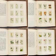 ドイツの古い植物図鑑(Botanisches Bilderbuch 1 1897年)/アンティーク ヴィンテージ ヨーロッパ 植物画 花 ボタニカルアート 雰囲気◎/_画像7