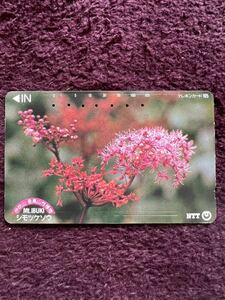  spiraea japonica saw under wild grasses . blow mountain . height mountain . plant telephone card used .105 frequency 