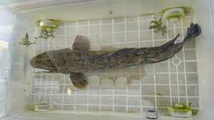 川で育った極太マッチョなカムルチー約70cm　タイワンドジョウ　スネークヘッド　チャンナ　トーマン