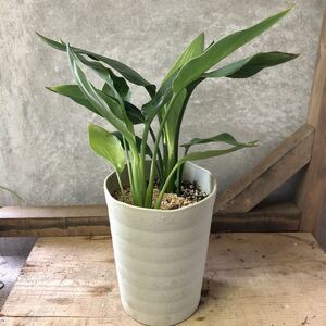 観葉植物 ストレチア レギネ