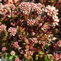 ラスト近く！☆多肉植物☆紅稚児☆お花の可愛い多肉☆5ポット☆期間限定でお安く開始！☆ゆうパックご選択時にはカット苗プレゼント中！_画像1