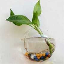 花瓶 インテリア 観葉植物 ぶら下げ 植物 花 ガラスボール テラリウム 壁 水槽 おしゃれ_画像3