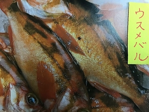 （魚）赤メバル23センチ２匹