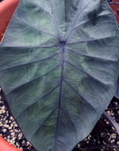 Colocasia 'Electric Blue Gecko' (コロカシア エレクトリック ブルー ゲッコー） /検 アロカシア クワズイモ サトイモ5/4_画像1