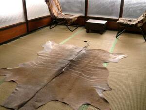 クーズー 敷物 約200×136cm 頭 剥製 革 ラグ アフリカ 毛皮 壁掛