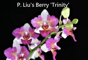 (^。 ^)(886)洋蘭,P. Liu's Berry 'Trinitiy'