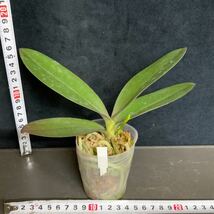 (^。 ^)(905)新入荷, Phal. Sogo Yellowtris,花芽あり_画像3