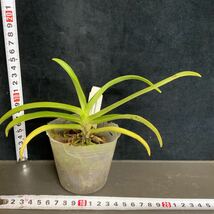 (^。 ^)(911)新入荷,Vandaenopsis Kdares Blue Snow ( Phal. japonica x V. coerulescens)_画像3