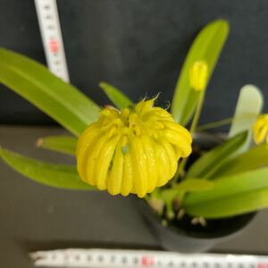 (^。 ^)(946)洋蘭原種,Bulbophyllum auratum var.flavin,珍品