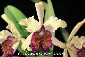 (^。 ^)(917)洋蘭原種,C.dowiana v.aurea