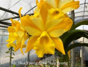 (^。 ^)(908)洋蘭,Rlc. Hua Young Gold 'Hua Young' (Haw Yuan Gold x Mystic Isles)
