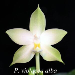 (^。 ^)(899)洋蘭原種,Phal. violacea var. alba