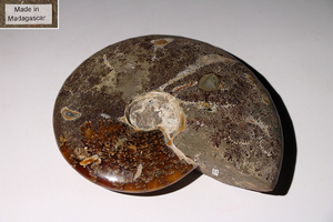 ☆百合☆マダガスカル産　アンモナイト化石　Ammonite Fougere　貝　標本　化石