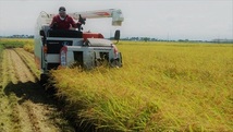 【令和3年産】 農薬約9割減 新潟県認証 特別栽培米コシヒカリ 玄米 真空包装3kg_画像2