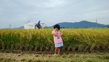 【令和3年産】新米 新潟県認証 無農薬 特別栽培米コシヒカリ 白米紙袋10kg_画像2