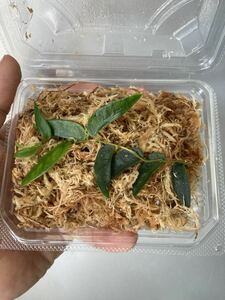 ②フィカス sp. (Narrow leaf type) 1パック 観葉植物 (検 ミクロソリウム マルクグラヴィア ブセファランドラ 多肉植物 ベゴニア 食虫植物