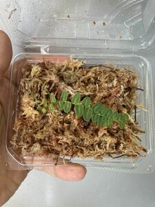 ②マルクグラヴィア ウンベラータ 1パック 観葉植物 (検索 ミクロソリウム 熱帯魚 水槽 ブセファランドラ 多肉植物 アヌビアス LED食虫植物