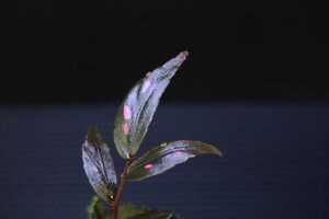 【株分け苗】ベゴニア“アミダラエ”　Begonia“amidalae” 熱帯植物　原種ベゴニア　熱帯雨林　ジャングルプランツ　パルダリウム　