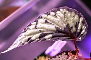 【株分け苗】ベゴニア　Begonia sp. 原種ベゴニア　熱帯植物　パルダリウム　送料第4種植物郵便73円