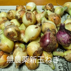 採れたて無農薬新玉ねぎ 3.2kg
