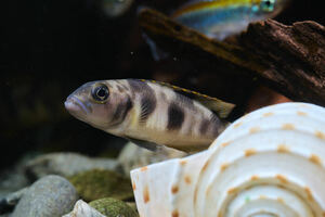 【熱帯魚】 ネオランプロローグス ボウレンゲリー 約10㎝ １匹 (欧州ブリード)