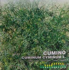 クミンの種子 30粒 CUMINO CUMINUM CYMINUM L.【2024.6】ハーブ 若葉はサラダに！花が咲いた後の種はスパイスとして料理の香りづけに…♪