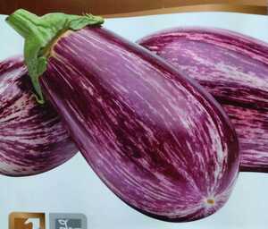 ゼブラナスの種子 8粒 TSAKONIKI しま模様のなす【2025.12】ツァコニキ 茄子 細長く甘みがあり種が少ない品種！