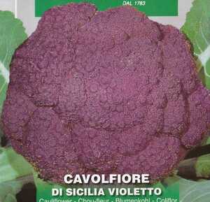 紫カリフラワーの種子 30粒 DI SICILIA VIOLETTO【2024.6】早生種 欧米では生のまま食する事が多い！