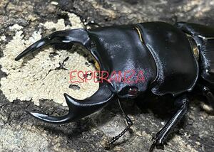 【ESPERANZA】5.国産オオクワガタ レッドアイ新成虫、未使用、未後食、♂64mmオス個体1頭の出品です。