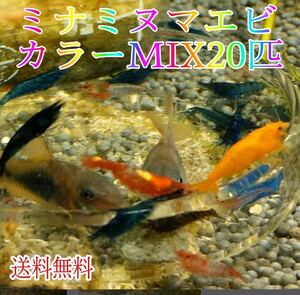 カラーミナミヌマエビ ２０匹 送料無料 MIX / カラー シュリンプ メダカ アクアリウム 赤 金魚 チェリー ヌマエビ
