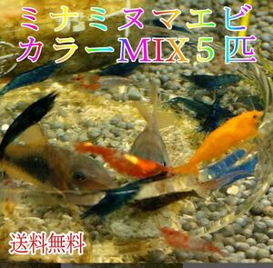 カラーミナミヌマエビ ５匹 送料無料 MIX / カラー シュリンプ メダカ アクアリウム 赤 金魚 チェリー ヌマエビ 　。