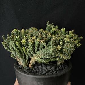 ユーフォルビア デセプタ 4/Euphorbia decepta 観葉植物 多肉植物 珍奇植物 ビザールプランツ