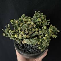 ユーフォルビア デセプタ 4/Euphorbia decepta 観葉植物 多肉植物 珍奇植物 ビザールプランツ_画像2