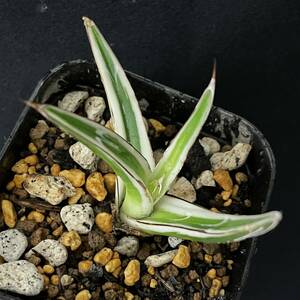 アガベ 氷山 5/Agave victoriae-reginae Hyouzan 観葉植物 多肉植物 珍奇植物 ビザールプランツ