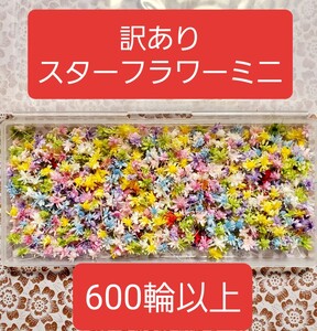 ●訳あり●スターフラワーミニ マルセラ たっぷり600輪以上 ハーバリウム 花材 レジン封入 ハーバリウムボールペン ハンドメイド