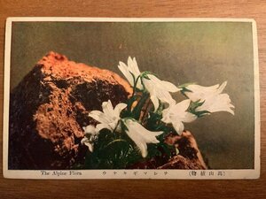 ■送料無料■ 高山植物 チシマギキョウ 多年草 千島桔梗 花 植物 絵葉書 写真 印刷物/くNAら/EE-9905