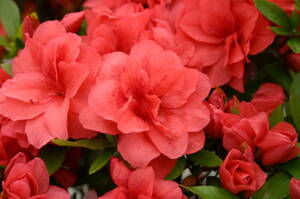 八重咲サツキ・紅万重、盆栽造り、花芽付き、樹高約３０cm、１２cm鉢作りこみ