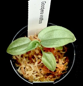洋蘭原種 (614) Goodyera viridiflora グッディエラ ビリディフローラ