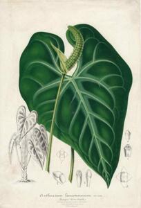 アンティーク☆Anthurium Leuconeurum☆ボタニカルリトグラフ