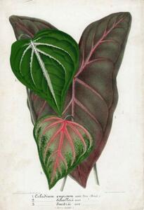 アンティーク☆Caladium cupreum他☆ボタニカル リトグラフ