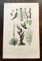 19世紀フランス　博物画「植物（茎）」銅版手彩_画像1