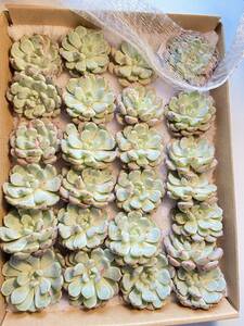 多肉植物 エケベリア サラゴーサ x laui Moran & Meyran 25個　 超美苗 サボテン