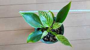 フィロデンドロン:バーキン Philodendron 'Birkin' 観葉植物