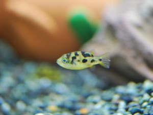 PURE★☆即決! アベニーパファー　５匹　淡水フグ　世界最小のフグ　可愛くて癒されますよ～