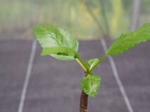 RR_ブルセラ属　激レア種　エピンナータ/Bursera epinnata /1株/国内実生　2020年播種/検索用→パキプス　グラキリス_画像3