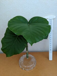 フィカスウンベラータ 挿木 高さ約18cm